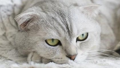 卡盟在线自助下单：轻松搞定各种虚拟服务需求